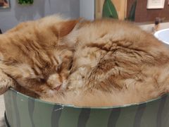 -藏猫猫咖啡主题馆(中央大道店)