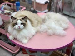 -FAELING PETS美天灵宠物(富力广场店)