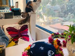 -Anne猫窝咖啡屋