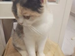 -楼上猫咖(罗湖店)