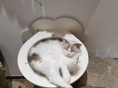 -1013 PET SHOP精品宠物商店(丁香店)