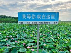 -洪湖生态旅游区