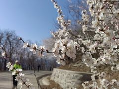 -香山公园