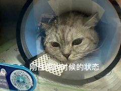 -康成宠物医院24H·CT·核磁共振
