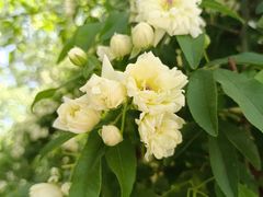 -西安市长乐公园