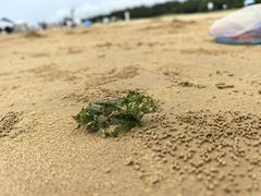 -日照海滨国家森林公园