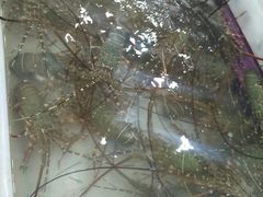 -拉威海鲜市场