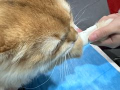 -伟伟宠物医院·CT影像中心·瑞派犬猫综合性门诊(汉口总院)