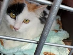 -天使宠物医院·犬猫分诊(彩虹店)