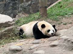 -都江堰中华大熊猫苑