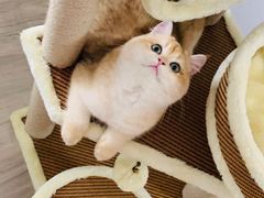 -东方名猫馆·英短金渐层布偶猫舍(环线广场1号楼店)