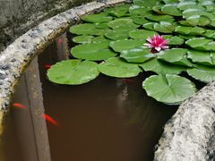 -都江堰普照寺