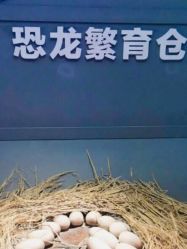 -恐龙探索乐园(磁器口店)