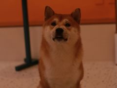 -喜柴咖啡·柴犬狗咖