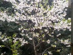 -武汉大学-樱园