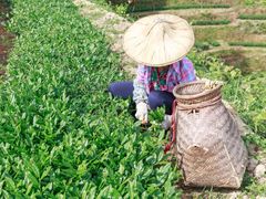 -华祥苑茶馆•国缤茶小蓝罐(普罗旺斯店)