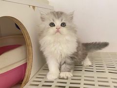 -lincat·猫舍(广州店)
