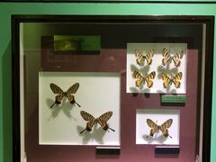 -上海昆虫博物馆