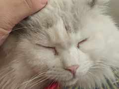 -平行世界·猫咖(首经贸店)
