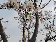 -后襄河公园