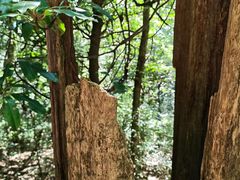 -天目山大树王景区