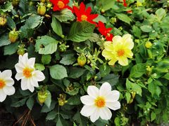 -黑龙江省森林植物园