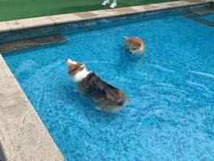 -汪说喵讲宠物乐园宠物酒店(红星美凯龙店)