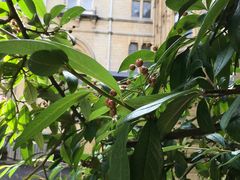 -牛津大学贝利奥尔学院