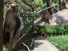 -重庆雨台山风景区