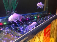 -新辉港式茶餐厅(北栅店)