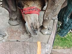 -长鹿旅游休博园