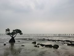 -宝安西湾红树林湿地公园