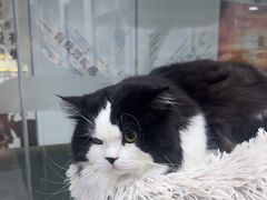 -爱洗澡的猫(天河路店)