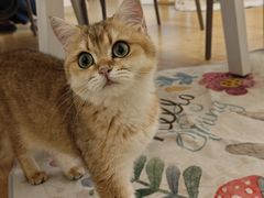 -有喵·猫咖·狗咖·30几只猫10只小狗(岗厦店)