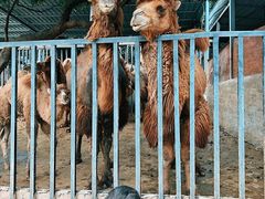 -泉州海丝野生动物世界