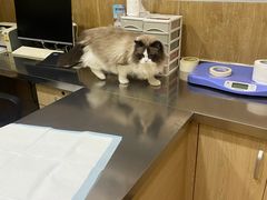 -瑞派名望24h动物医院异宠专科·猫专科·骨科·重症监护分院