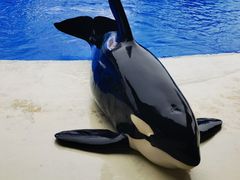 -上海海昌海洋公园
