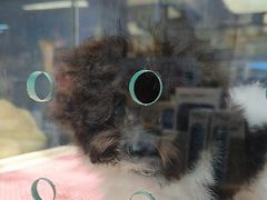 -FAELING PETS美天灵宠物(富力广场店)