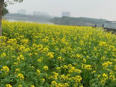 -海珠湖公园