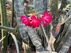 -国家植物园南园