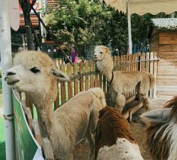 -萌宠亲子动物乐园(槐房万达店)