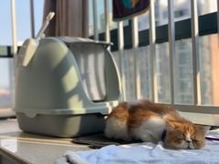 -More Fun猫咖 二十只万元加菲主题