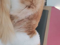 -喵园·猫主题咖啡厅·撸猫·猫咖(国贸店)