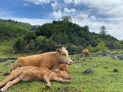 -硗碛藏寨·神木垒景区
