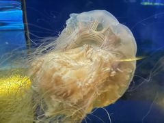 -欢乐海岸海洋奇梦馆