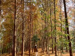 -上海海湾国家森林公园