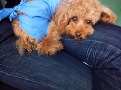 -康旭宠物医院(郑州总院)