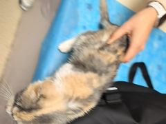 -乖乖宠物医院·猫科·骨科·24小时(云岗分院)