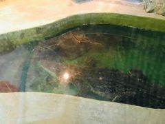 -上海大自然野生昆虫馆(东方明珠·爬宠昆虫探索中心)