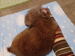 -美联众合动物医院·24h京西诊疗中心